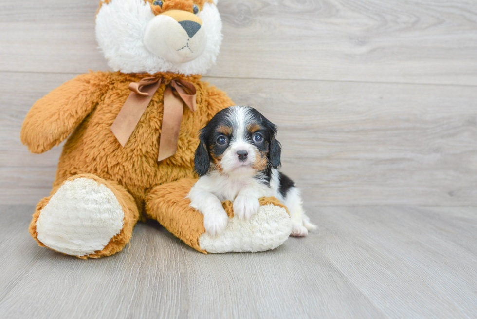 Cavalier King Charles Spaniel Puppy for Adoption