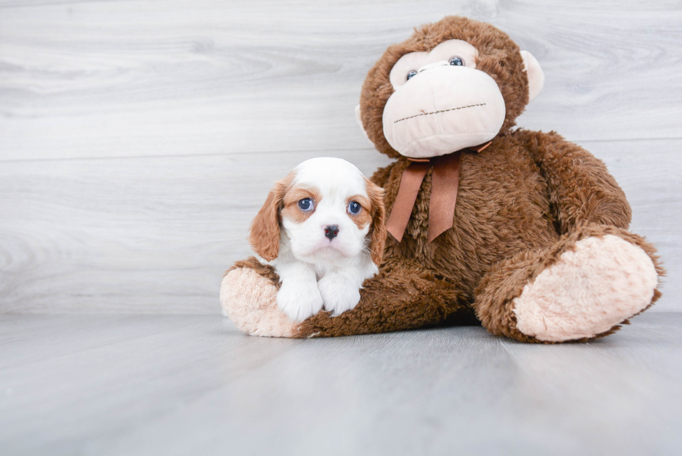 Cavalier King Charles Spaniel Pup Being Cute