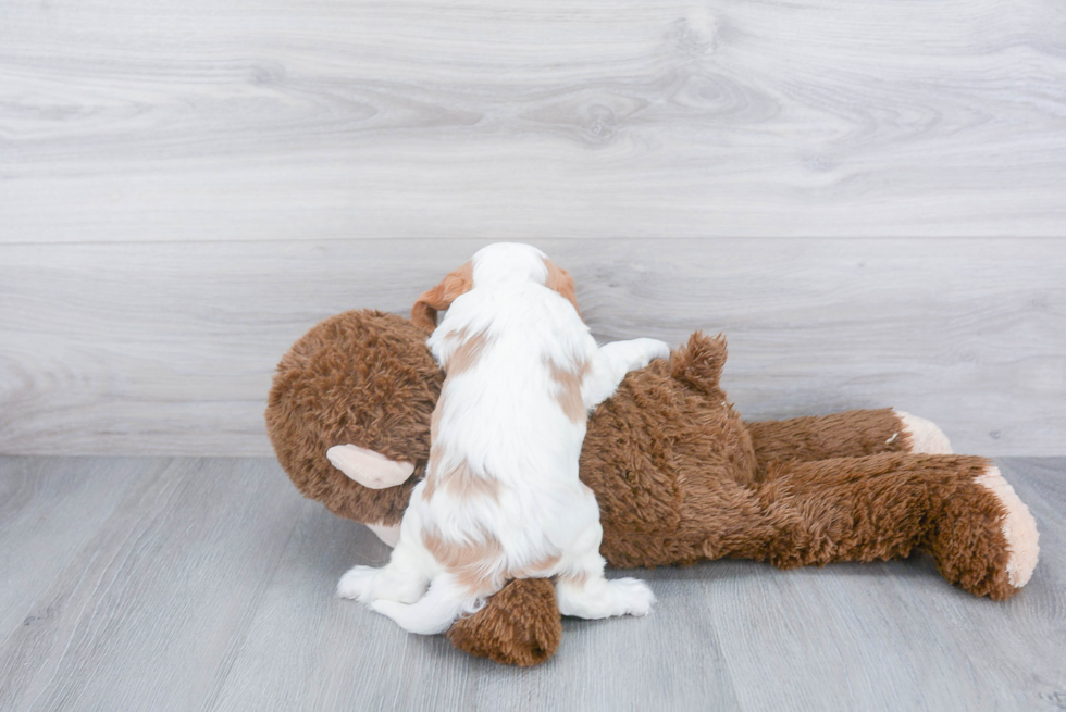 Friendly Cavalier King Charles Spaniel Baby