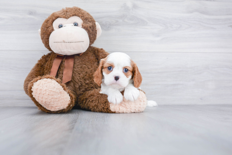 Sweet Cavalier King Charles Spaniel Purebred Puppy