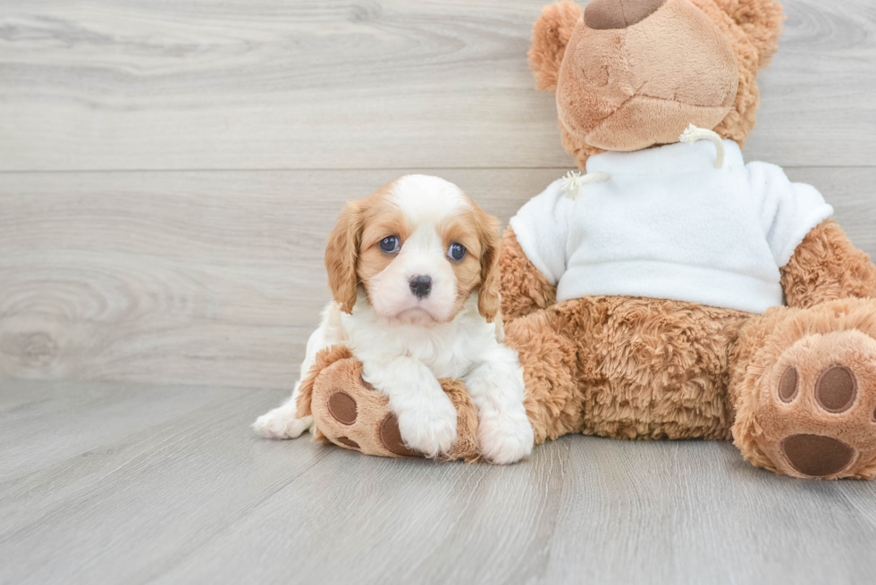 Hypoallergenic Cavalier King Charles Spaniel Baby