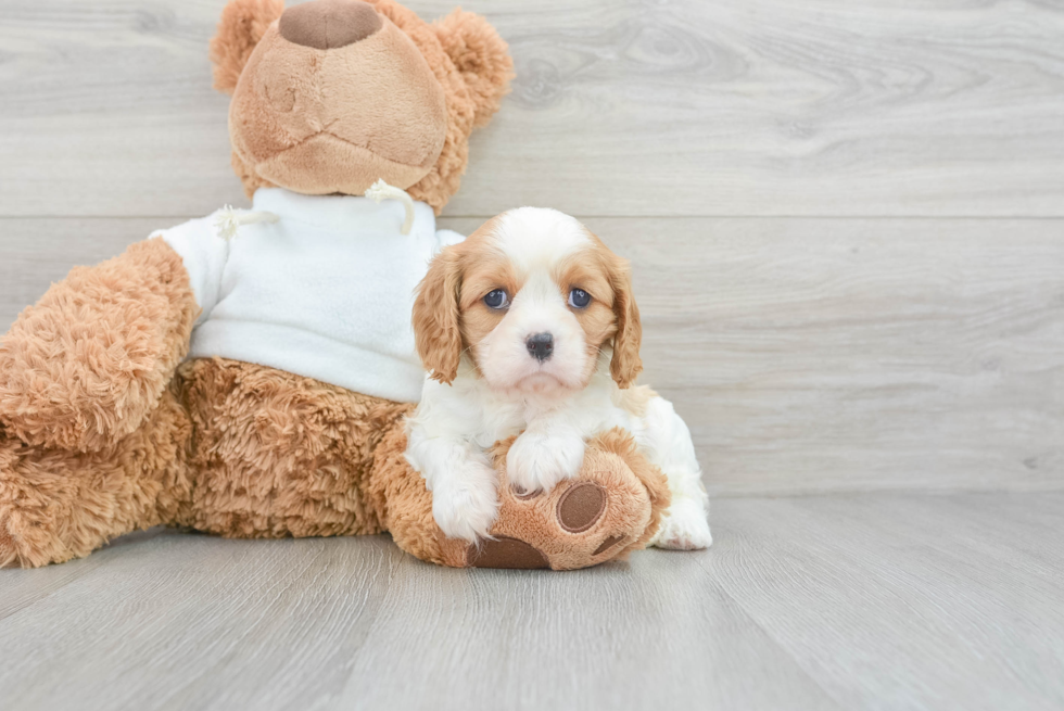 Sweet Cavalier King Charles Spaniel Purebred Puppy