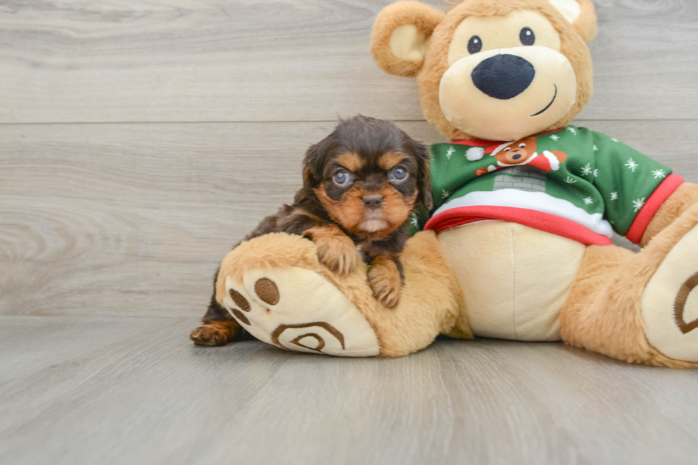 Hypoallergenic Cavalier King Charles Spaniel Baby