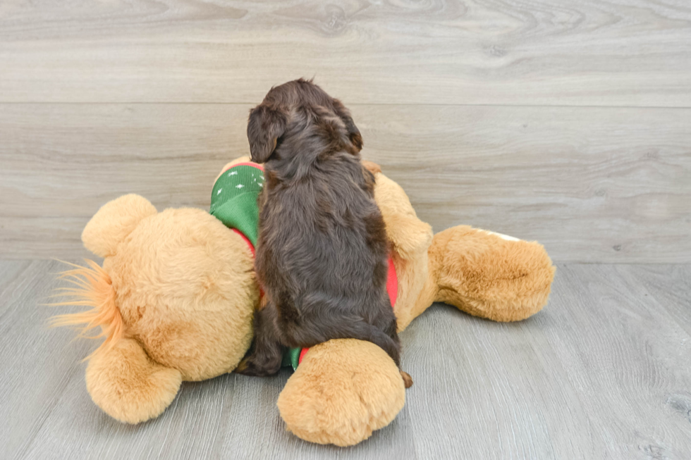 Cavalier King Charles Spaniel Pup Being Cute