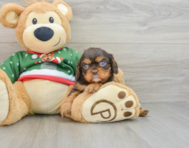 6 week old Cavalier King Charles Spaniel Puppy For Sale - Premier Pups