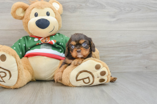 Cavalier King Charles Spaniel Pup Being Cute