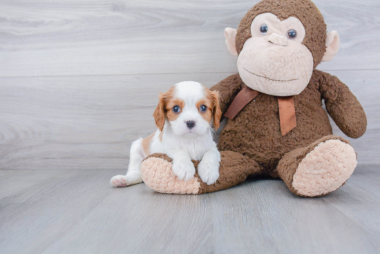 Cavalier King Charles Spaniel Pup Being Cute