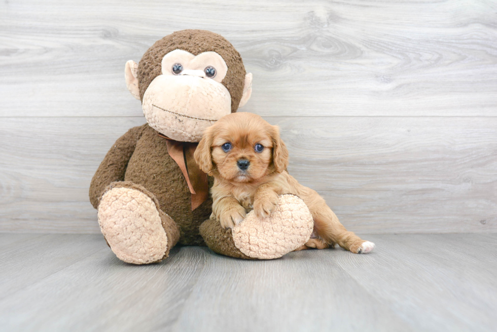 Best Cavalier King Charles Spaniel Baby