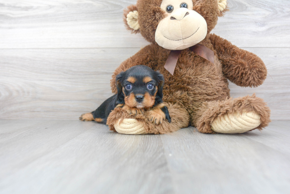 Cavalier King Charles Spaniel Pup Being Cute