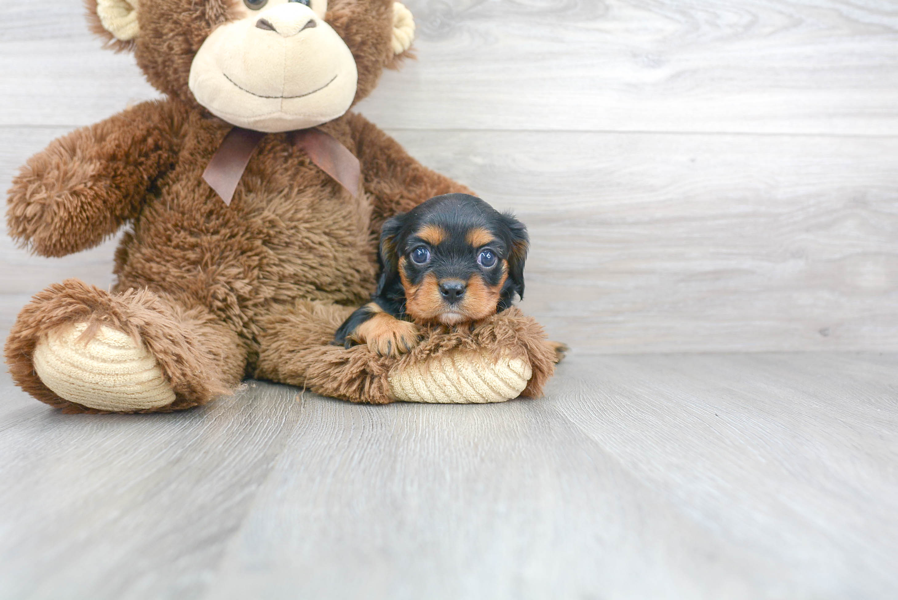 Playful Cavalier King Charles Spaniel Purebred Pup