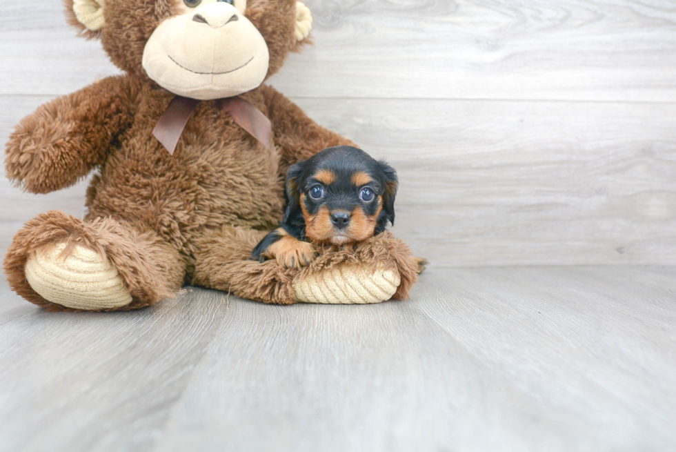 Playful Cavalier King Charles Spaniel Purebred Pup