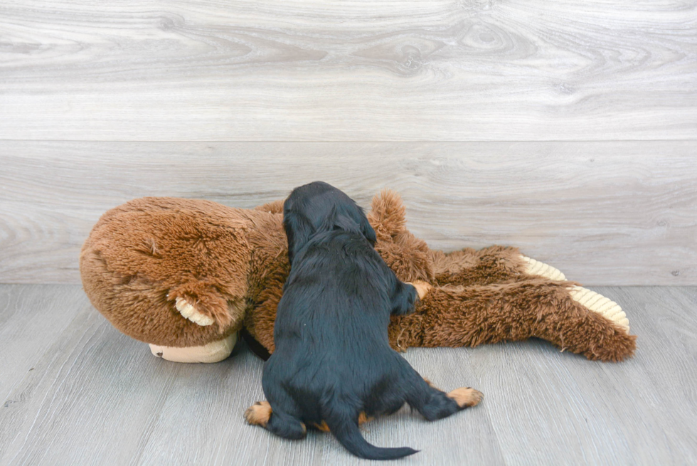 Playful Cavalier King Charles Spaniel Baby