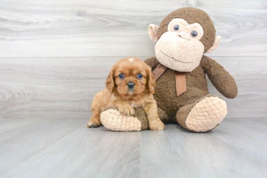 Friendly Cavalier King Charles Spaniel Purebred Pup