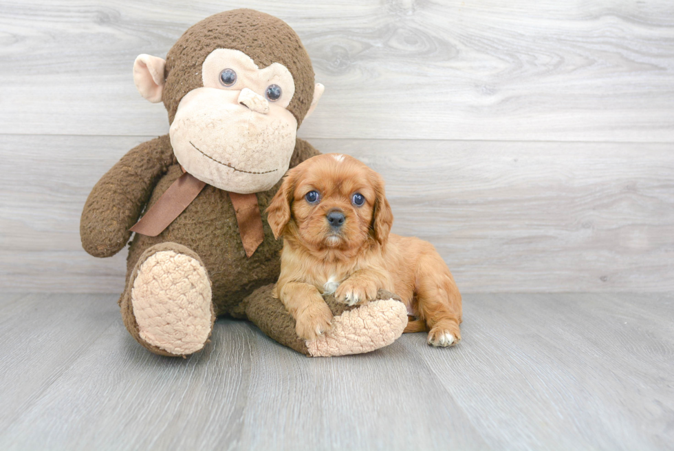 Small Cavalier King Charles Spaniel Baby