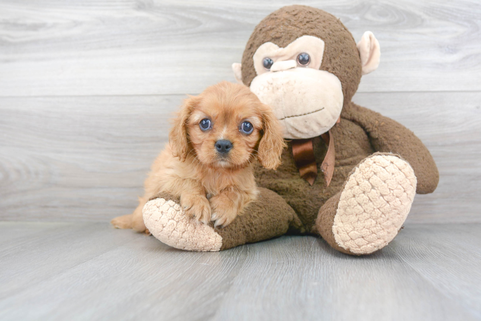 Best Cavalier King Charles Spaniel Baby