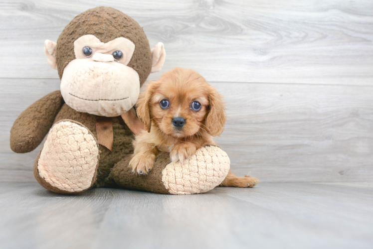 Happy Cavalier King Charles Spaniel Purebred Puppy