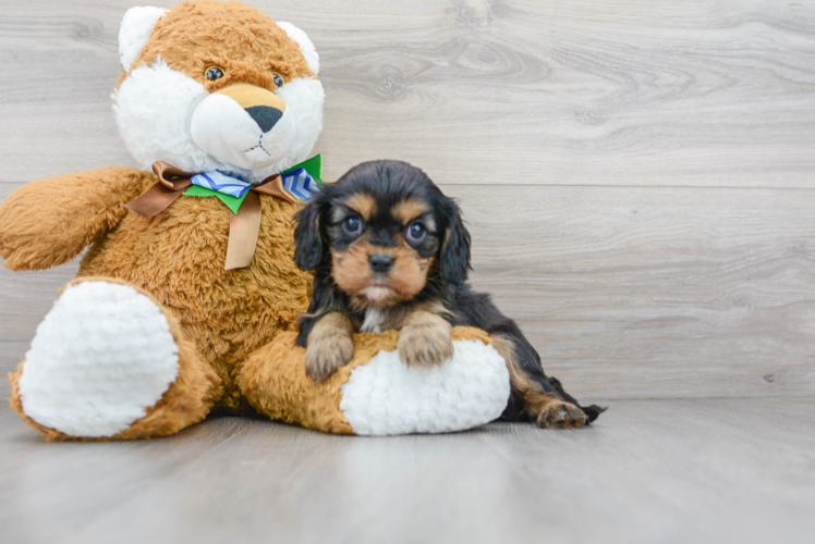 Cavalier King Charles Spaniel Pup Being Cute