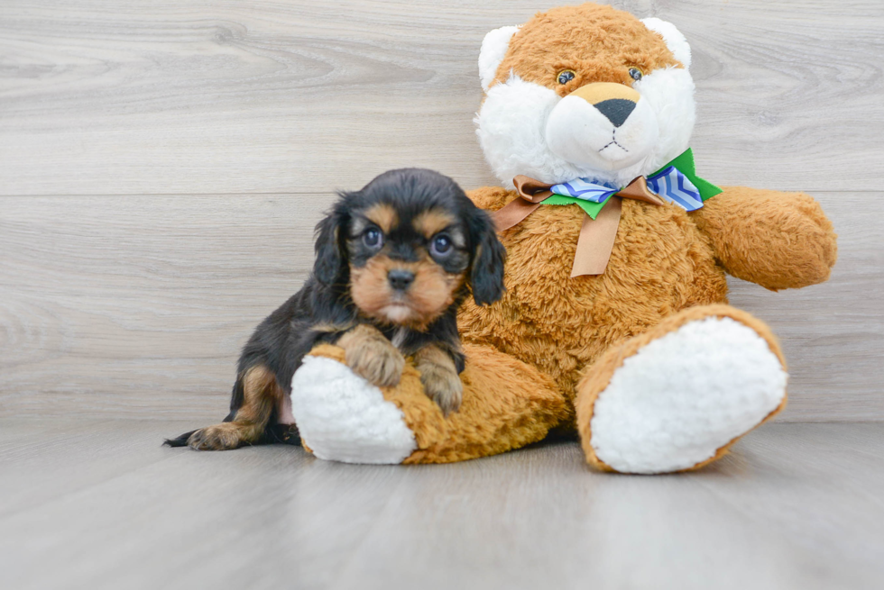 Cavalier King Charles Spaniel Pup Being Cute