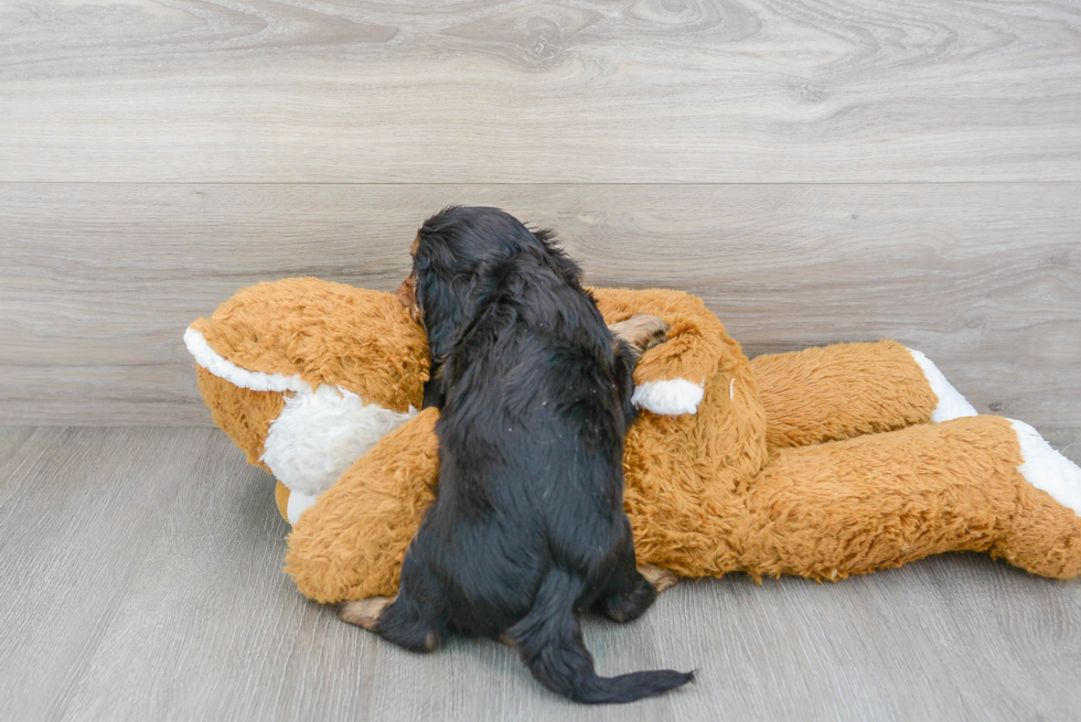 Cavalier King Charles Spaniel Pup Being Cute