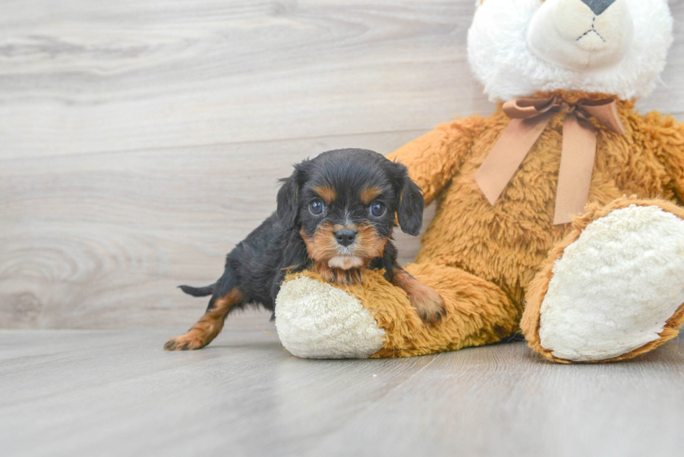 Best Cavalier King Charles Spaniel Baby