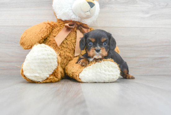 Sweet Cavalier King Charles Spaniel Purebred Puppy