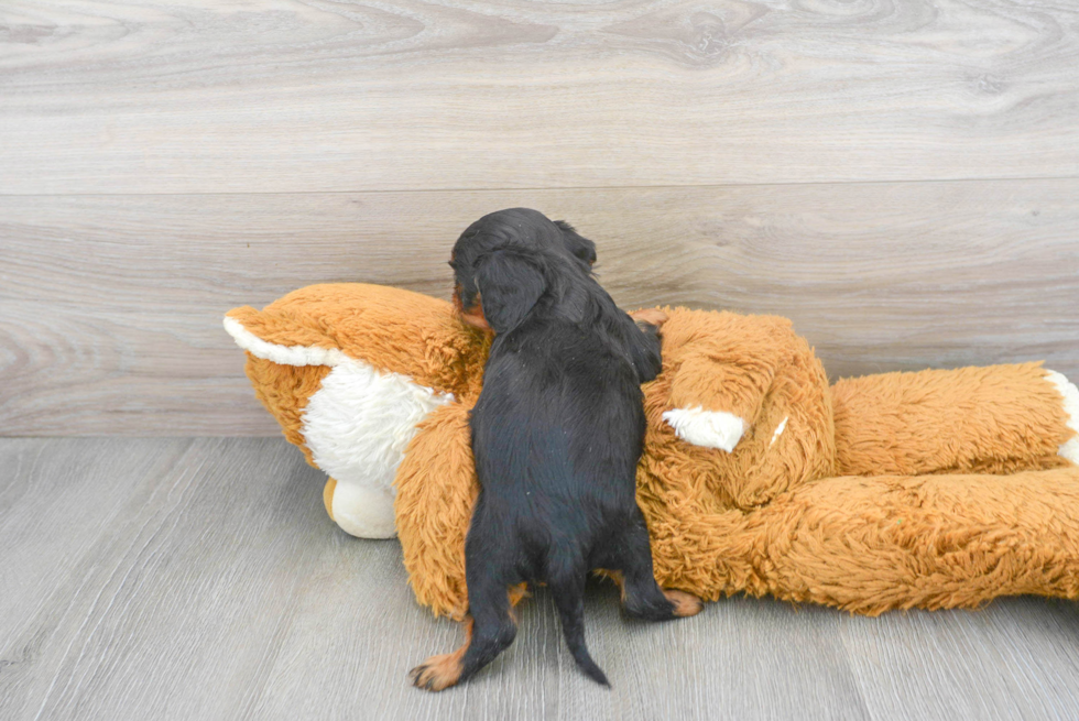 Cavalier King Charles Spaniel Pup Being Cute