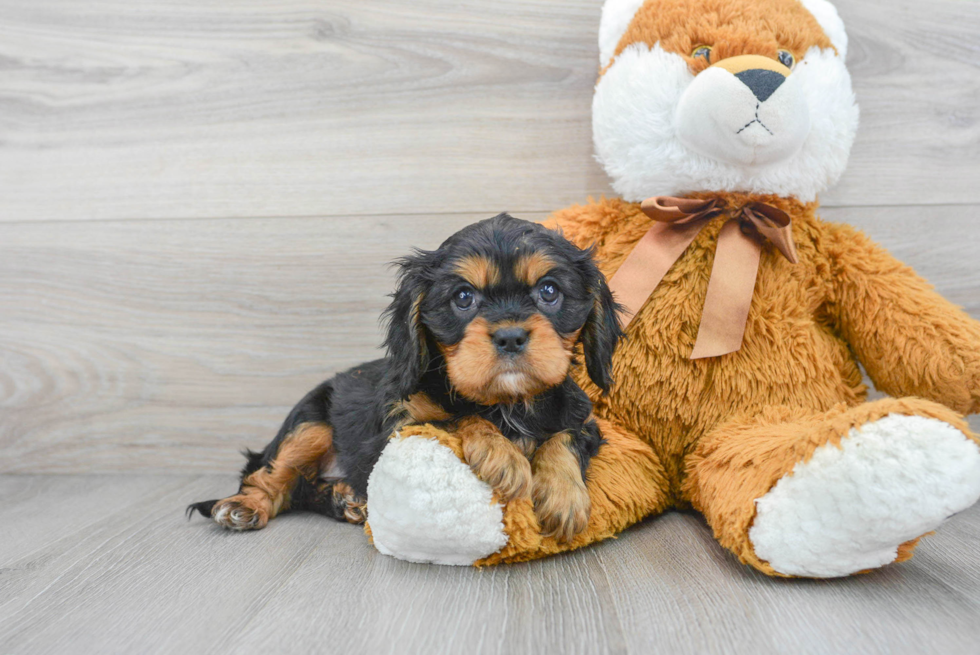 Smart Cavalier King Charles Spaniel Purebred Puppy