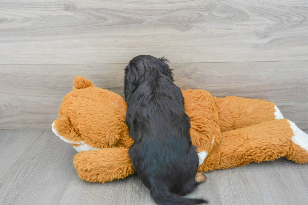 Fluffy Cavalier King Charles Spaniel Purebred Puppy