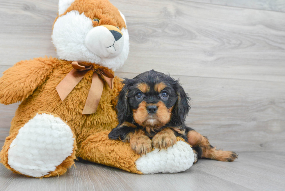 Adorable Cavalier King Charles Spaniel Purebred Puppy