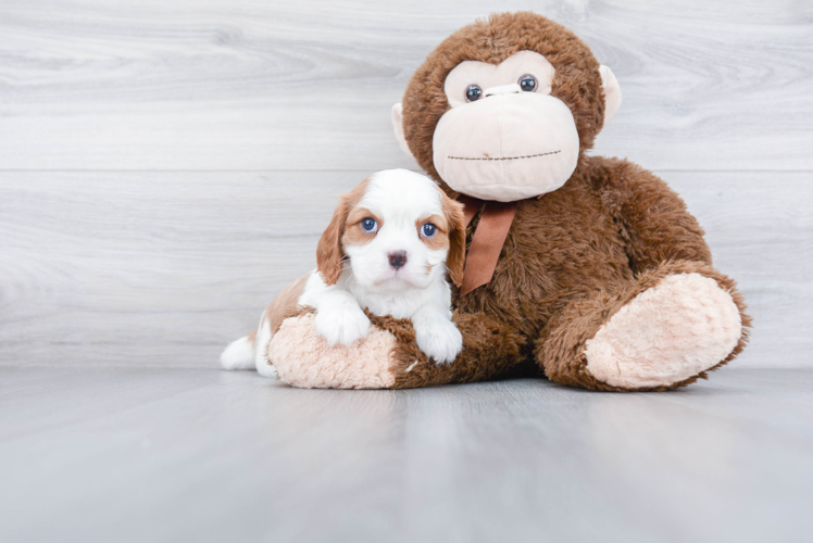 Funny Cavalier King Charles Spaniel Purebred Pup