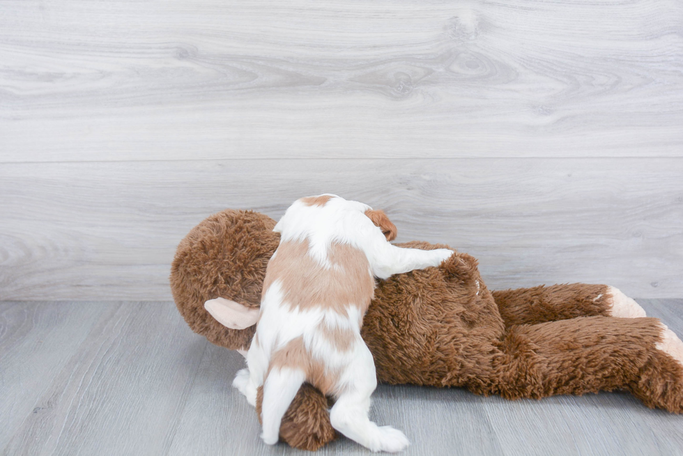 Cavalier King Charles Spaniel Pup Being Cute