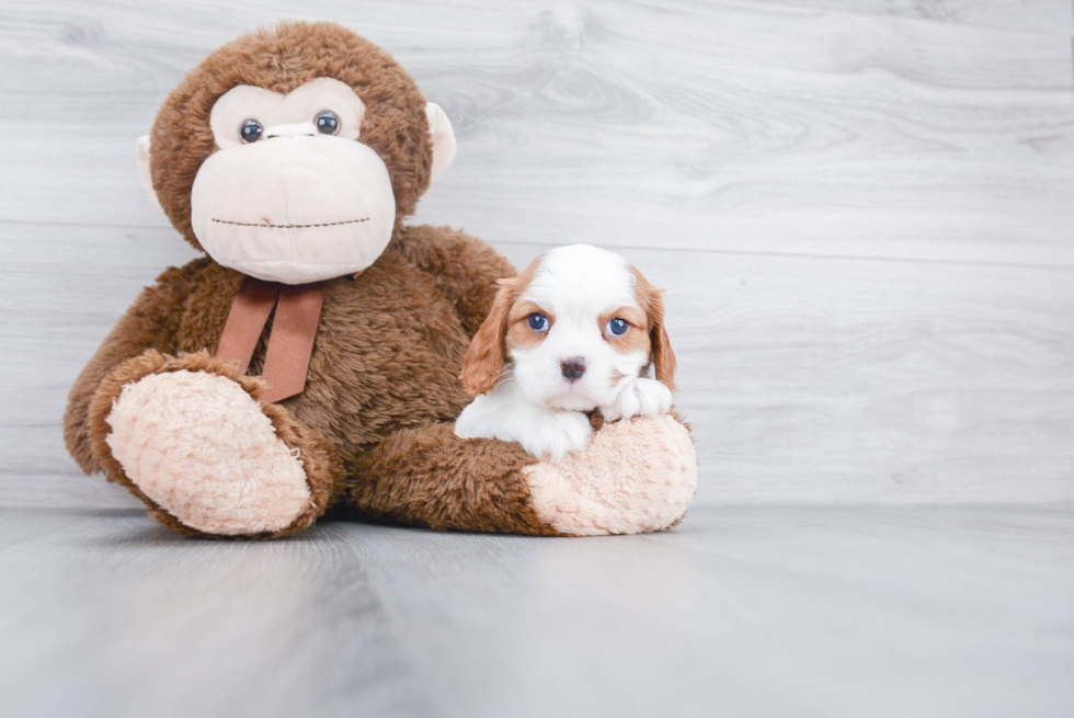 Cavalier King Charles Spaniel Pup Being Cute