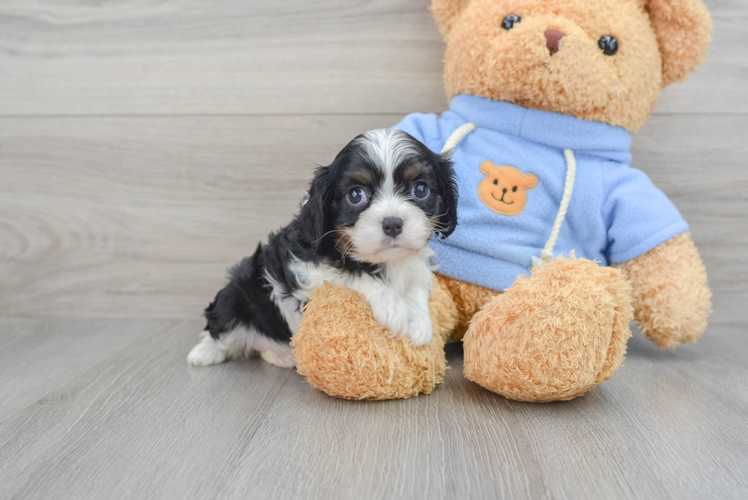 Little Cavalier King Charles Spaniel Baby