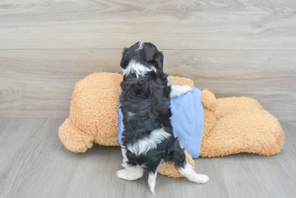Akc Registered Cavalier King Charles Spaniel Baby