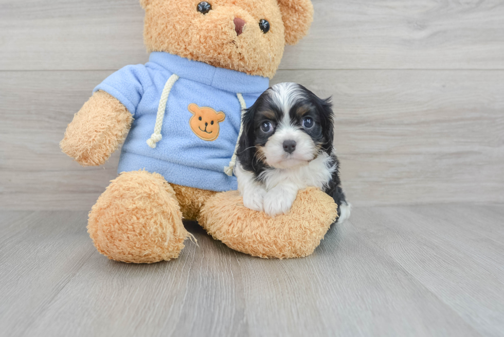 Small Cavalier King Charles Spaniel Baby
