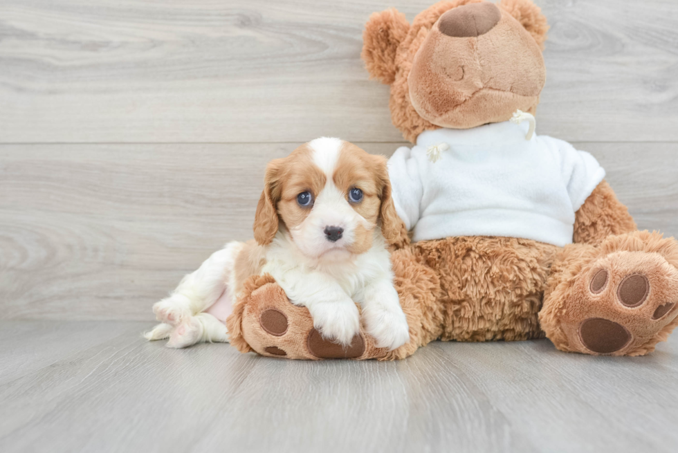 Cavalier King Charles Spaniel Puppy for Adoption