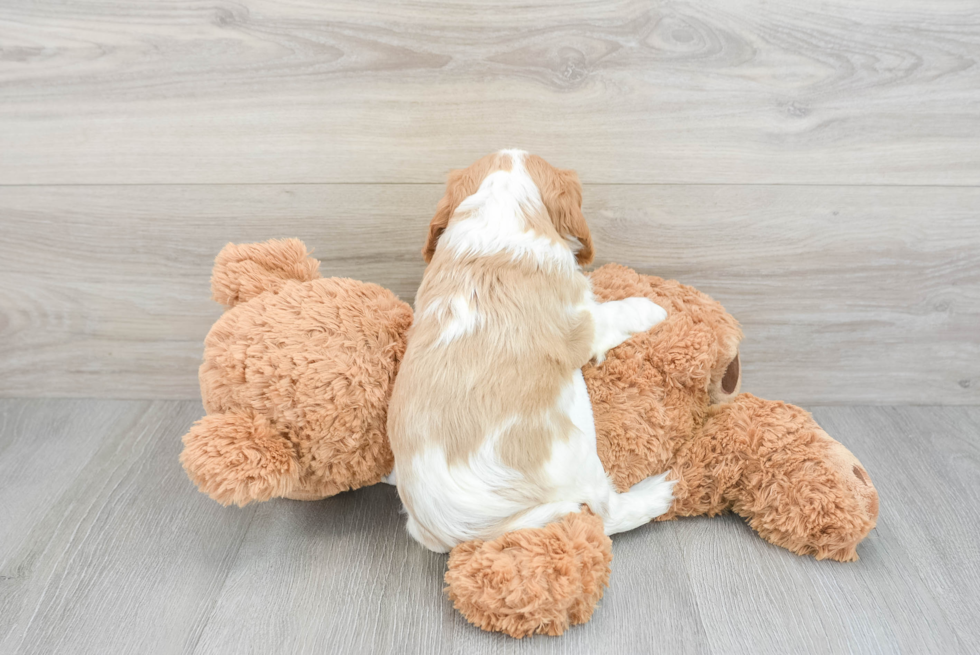 Petite Cavalier King Charles Spaniel Purebred Puppy