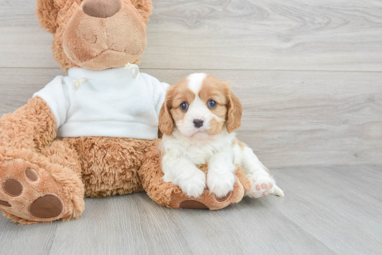 Smart Cavalier King Charles Spaniel Purebred Puppy