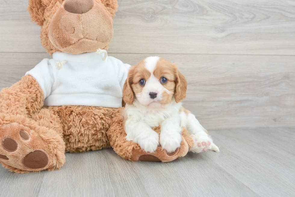 Smart Cavalier King Charles Spaniel Purebred Puppy