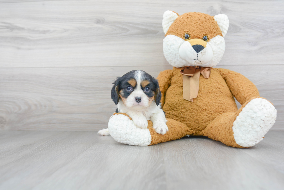 Best Cavalier King Charles Spaniel Baby