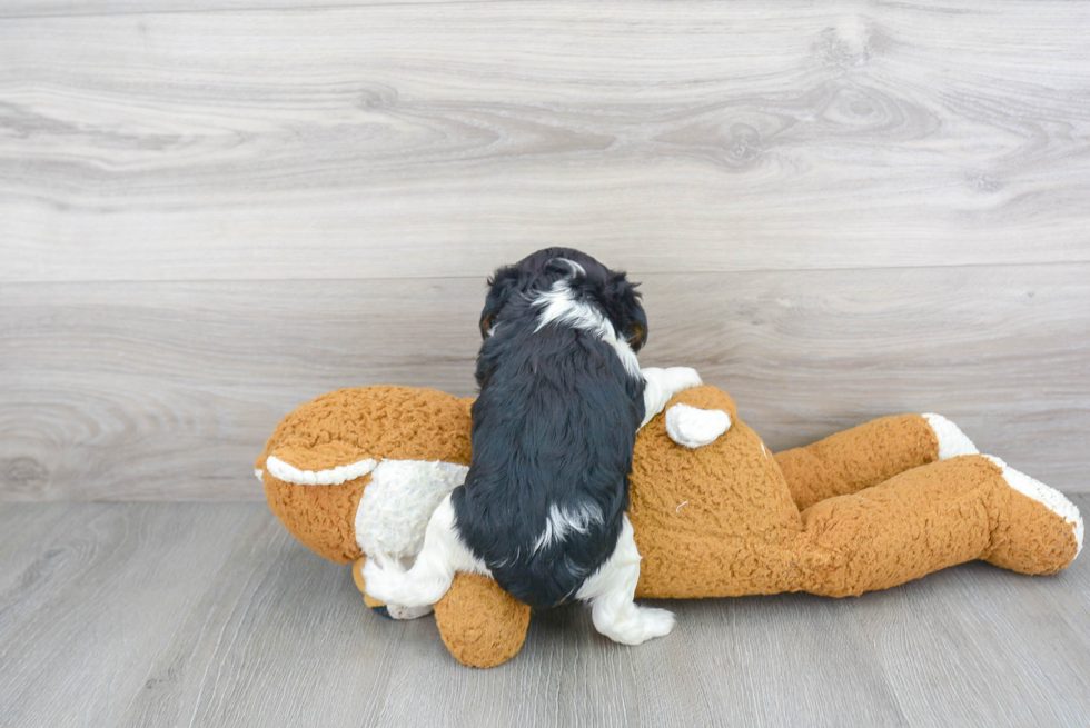 Smart Cavalier King Charles Spaniel Purebred Puppy