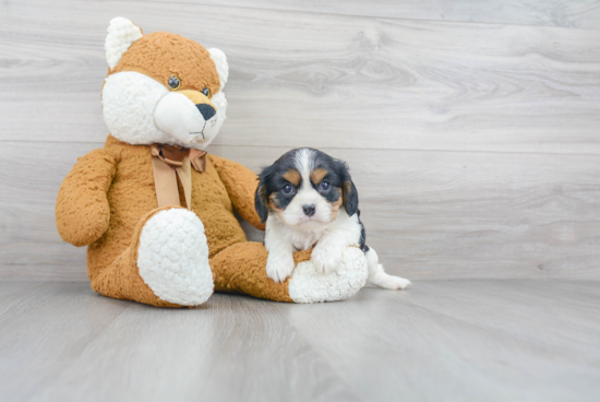 Cavalier King Charles Spaniel Puppy for Adoption