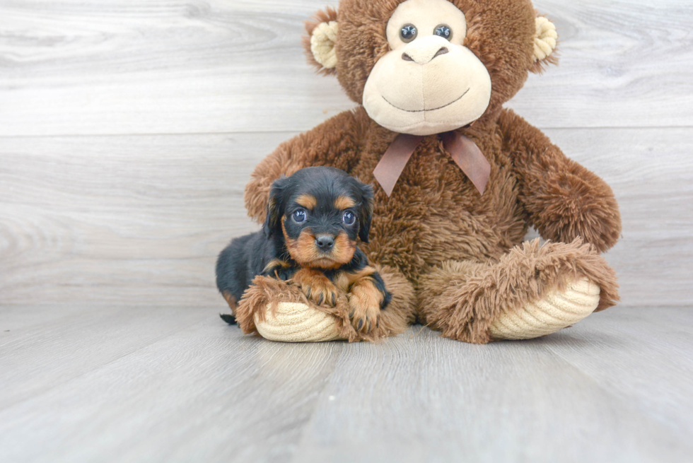 Cavalier King Charles Spaniel Pup Being Cute