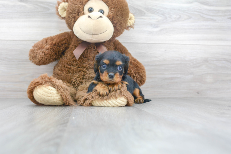 Cavalier King Charles Spaniel Puppy for Adoption