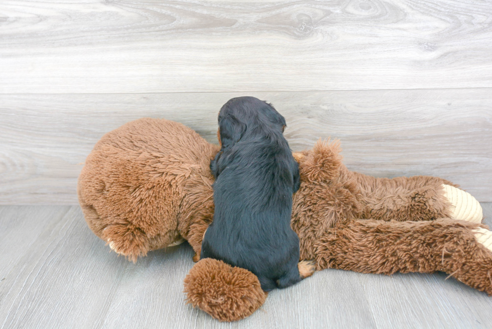 Fluffy Cavalier King Charles Spaniel Purebred Puppy