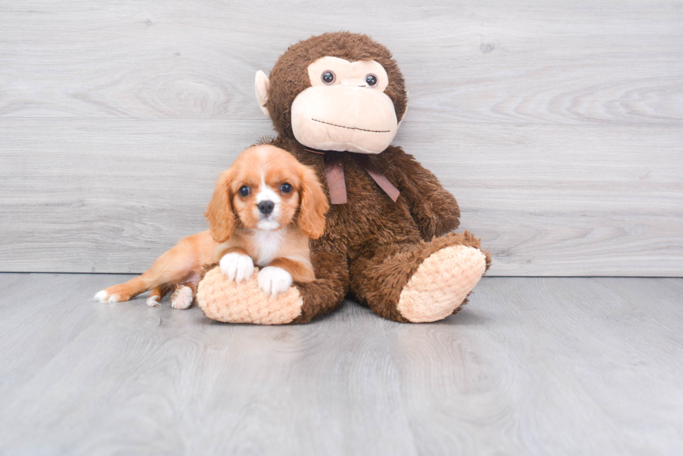 Cavalier King Charles Spaniel Pup Being Cute