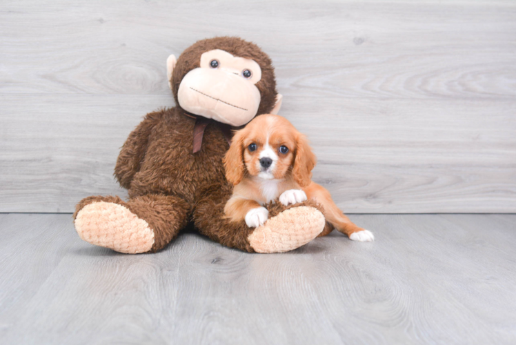 Cavalier King Charles Spaniel Pup Being Cute