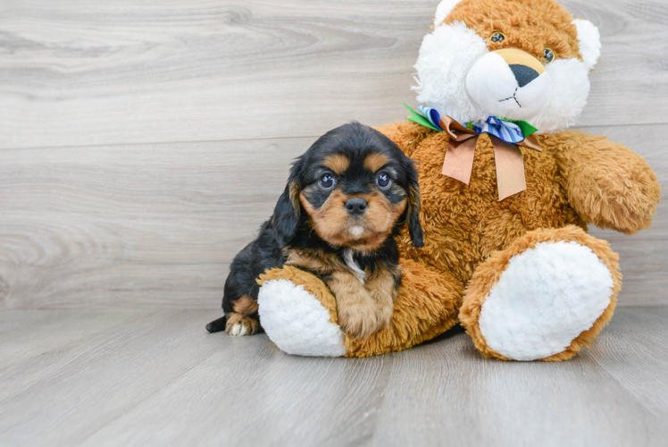 Cute Cavalier King Charles Spaniel Purebred Pup