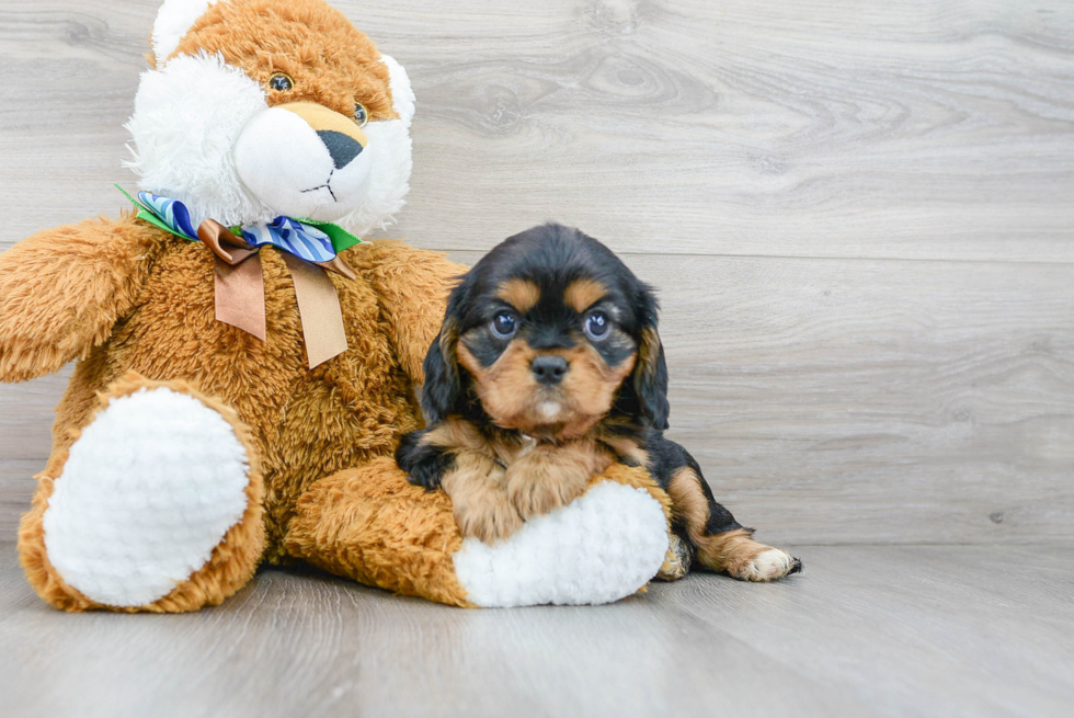 Cavalier King Charles Spaniel Pup Being Cute