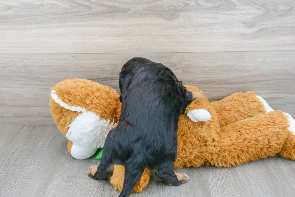 Cavalier King Charles Spaniel Pup Being Cute